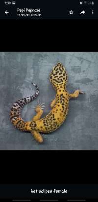 Gecko Adult Proven - Het 