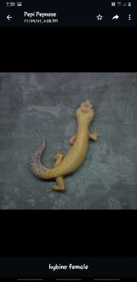 Gecko Adult Proven - Hybi