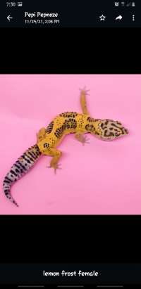 Gecko Adult Proven - Lemo