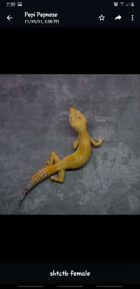 Gecko Adult Proven - SHTC