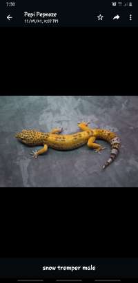 Gecko Adult Proven - Trem