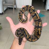 ball python (F) gravel