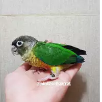 Yellow Sided Conure Parro