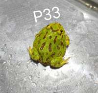 Pacman Frog Green termura