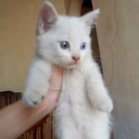 Kucing kitten Persimed od