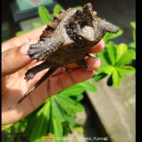 Ast Alligator snapping turtle