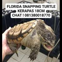 FLORIDA SNAPPING TURTLE