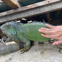 Iguana jumbo green