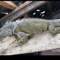 Iguana green jumbo proven