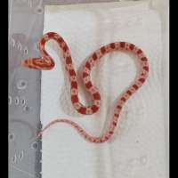 Amelanistic Unsex Baby Cornsnake Amel Corn Snake Kode A
