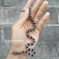 Corn Snake Anery - Female