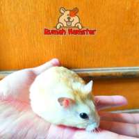 Hamster Winter White Gold