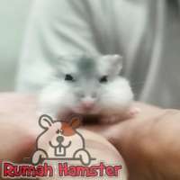 Hamster Winter White Pear