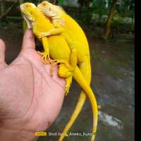 Iguana albino sepasang