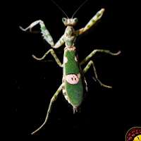 Mantis Creobroter Gemmatu