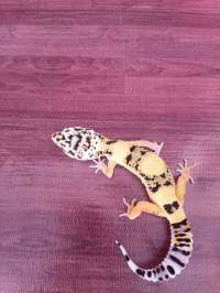Gecko Lemonfrost het Trem
