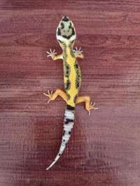 Gecko Bold Stripe Lemonfr