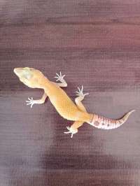 Gecko Radar (Patternless 