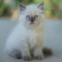 Kucing Kitten Himalaya