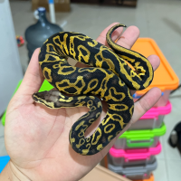 f ball python leopard pastel female