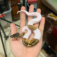 ball python pied pastel