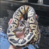 Ball python super pastel 