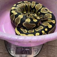 f ball python yellowbelly scaleless head female