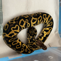 f ball python leopard pastel