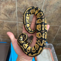 f ball python pastel yellowbelly