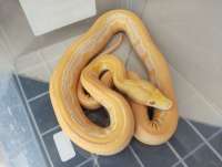 Retic Tiger White phass