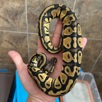 f ball python yellowbelly pastel female