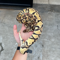 f ball python super pastel female