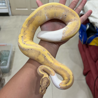 f ball python pied banana female / ball python banana pied female berat -+600gr