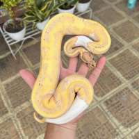 f Ball python pied banana female