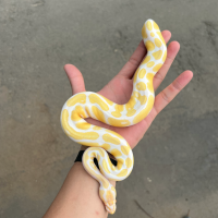 ball python albino female