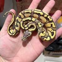 f ball python fire pastel female