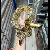 f ball python indukan enchi yellowbelly