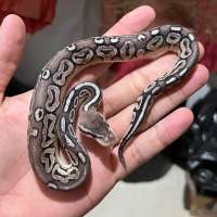 f ball python pewter female