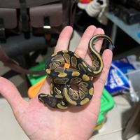 ball python normal