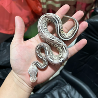 f ball python pewter calico posible pewter calico fire  female
