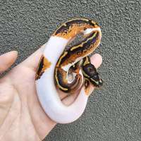 f ball python pied yellowbelly female