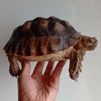 sulcata tortoise +-19 cm