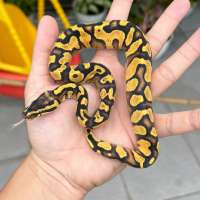 f ball python asphalt / yellowbelly pastel enchi ph pied 66% female