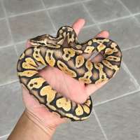 ball python super pastel yellowbelly female