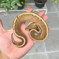 ball python vanilla pinstripe female