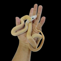 Reticulatus python ivory het albino