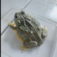 Pixie frog size 11cm
