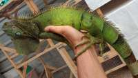 green DH iguana pair
