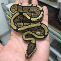 ball python normal female