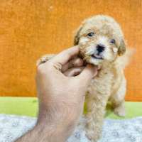 Toy Brown Poodle